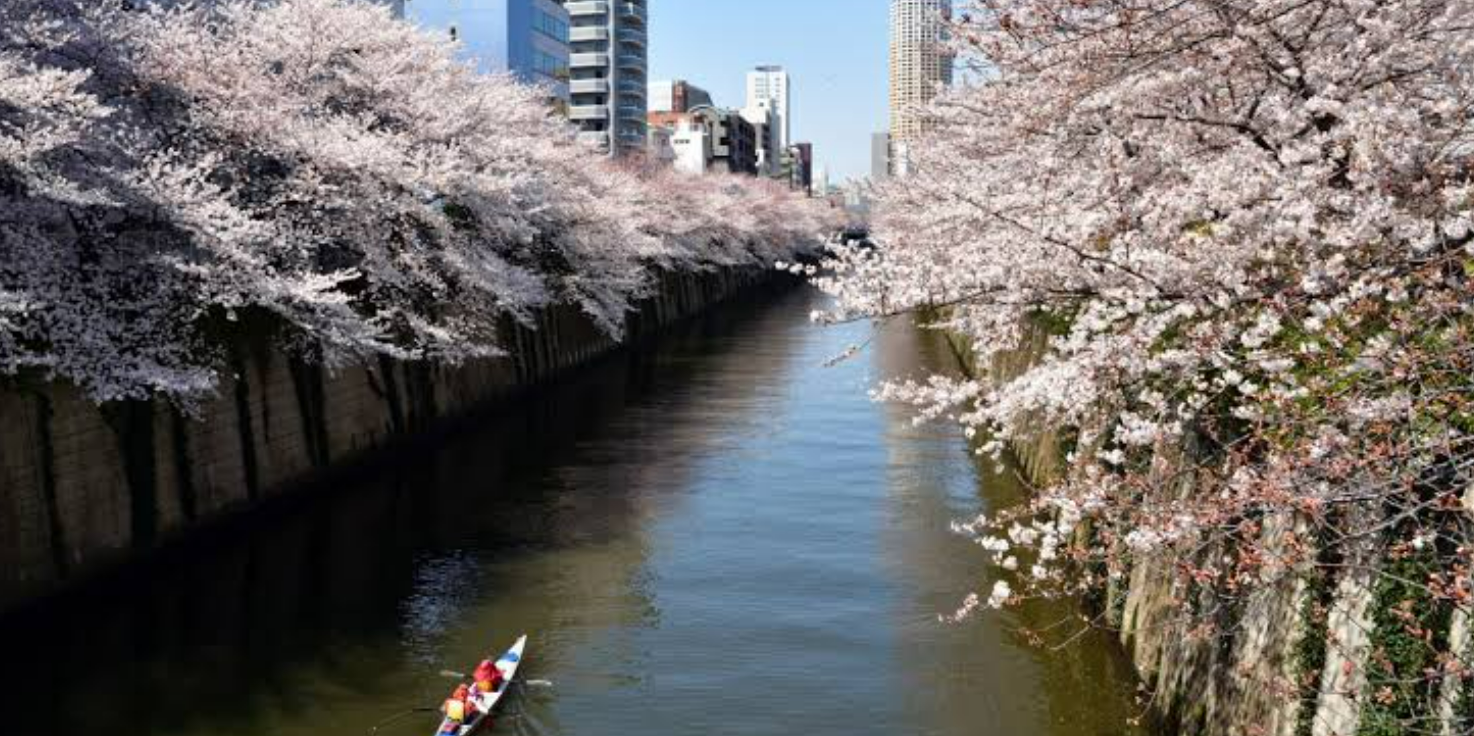 Meguro River in Tokyo